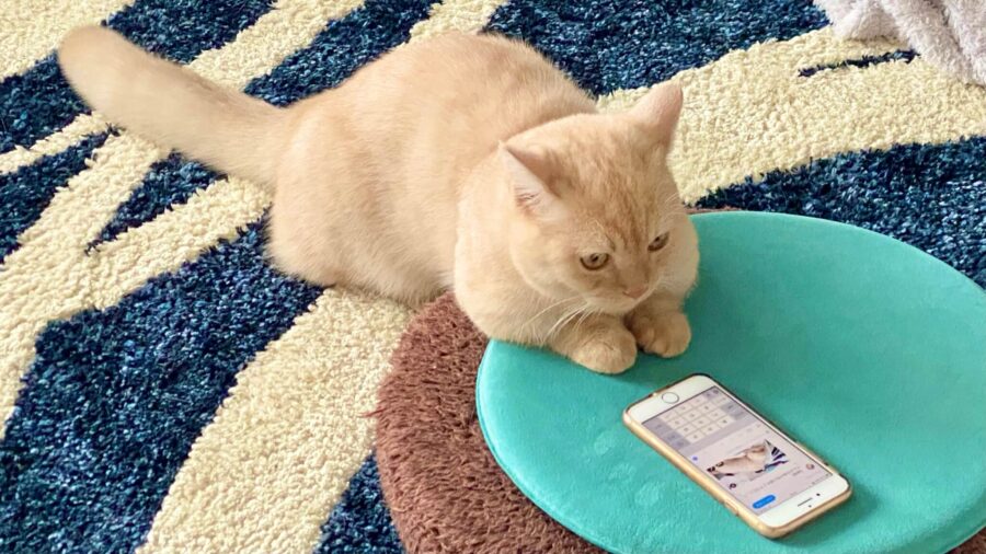 切り取り元となる猫の画像
